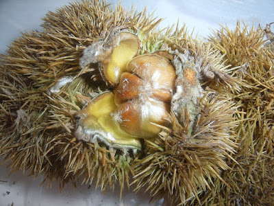 Prickly-Chestnut-Shell-Showing-Seeds-Macro