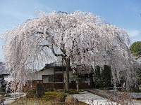 見事なしだれ桜。