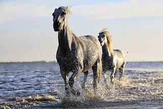 How to groom a horse