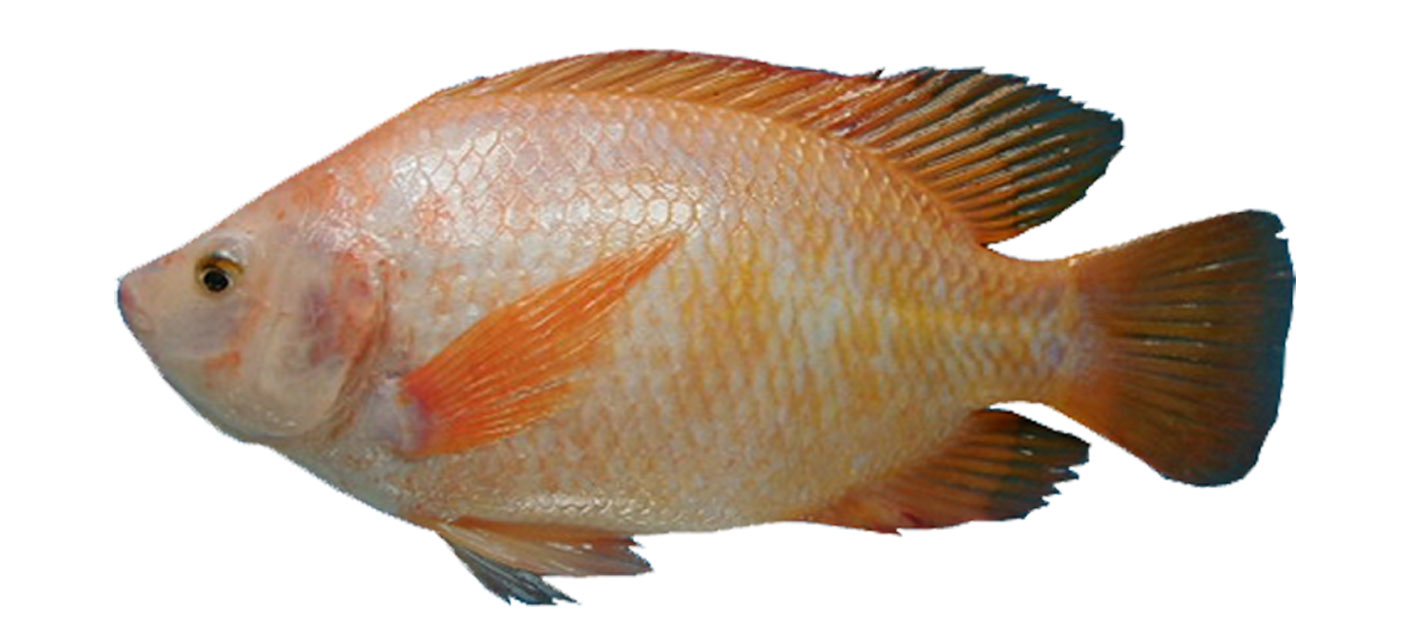 Gambar Gambar Ikan Lengkap