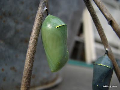 Chrysalis Close-up