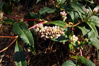 Polygonum lapathifolium