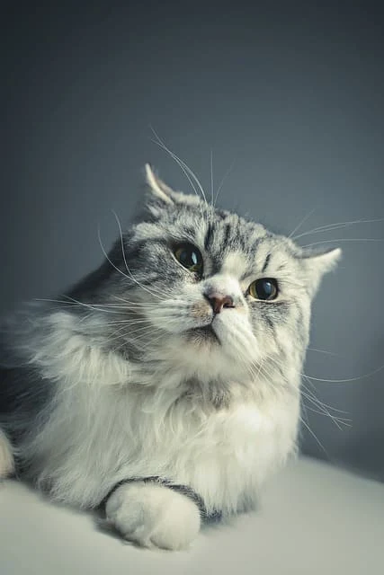 Persian cat