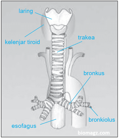 Gambar Tenggorokan dan BagianLaring, Trakea, dan Brokus Brokiolus