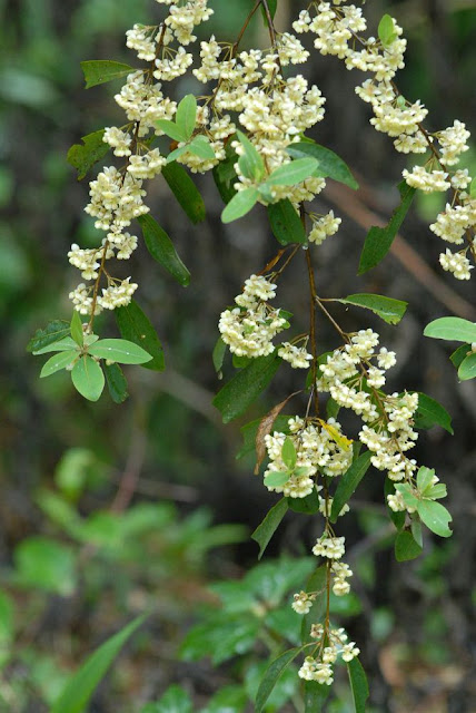 Màng Tang - Litsea cubeba - Nguyên liệu làm thuốc Chữa Bệnh Tiêu Hóa