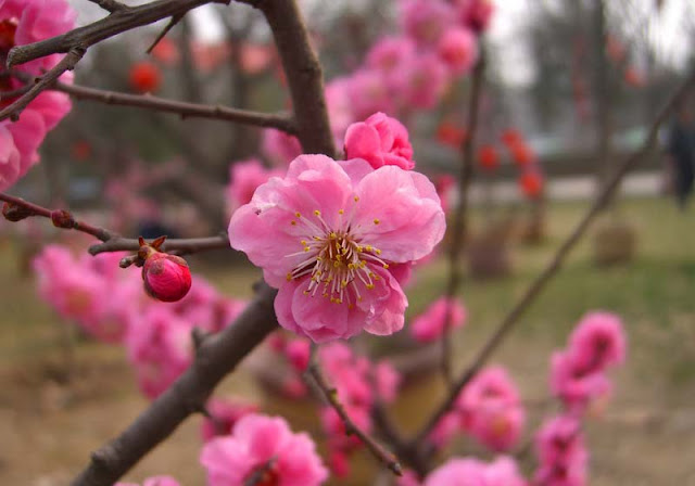 Plum Flowers