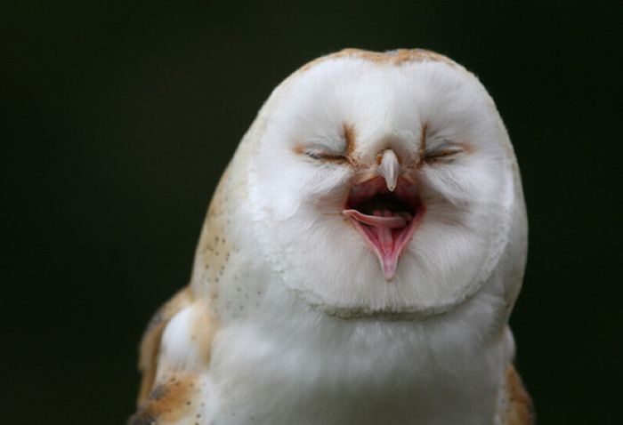 pictures-of-funny-laughing-owls