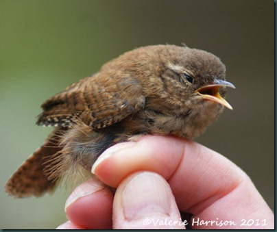 wren-rescued