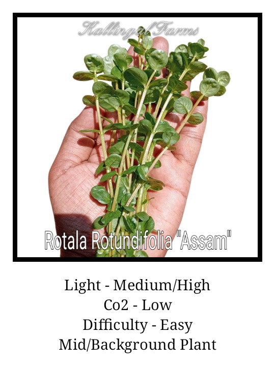 Rotala Rotundifolia "Assam"