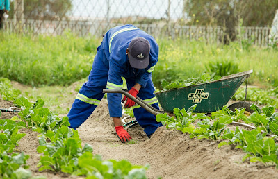 Gardening Tips for Beginners