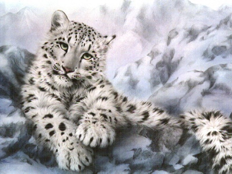 Snow Leopard Wallpaper