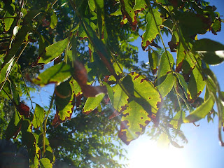 Sun light shining down through green and brown leaves.  