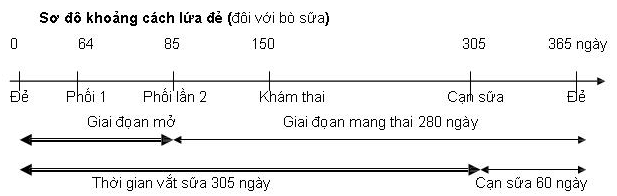 Sơ đồ khoảng cách lứa đẻ