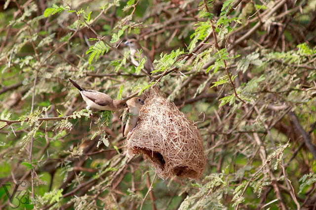 Indian Silverbills or the White-throated Munia in an abandoned weaver bird nest