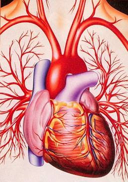 diagram 0f the human heart