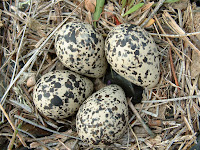 Identifying Birds Eggs