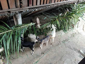 Imani dan Kambing