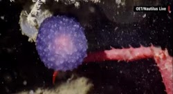  Ερωτήματα προκαλεί στους επιστήμονες η ανακάλυψη ενός μωβ υποθαλάσσιου πλάσματος που μοιάζει με φωτεινή μπάλα.  Το πλάσμα αυτό, βρέθηκε στη...
