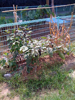 家の家庭菜園をきれいにしました(ビフォー)。