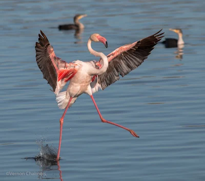 Flamingo landing: Milnerton Lagoon / Woodbridge Island, Cape Town