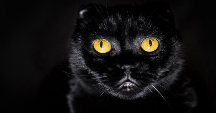 Kisah Misteri  Jadi Tumbal Pesugihan Kucing  Hitam 