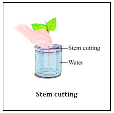 CONCEPT OF HOW DO ORGANISMS REPRODUCE