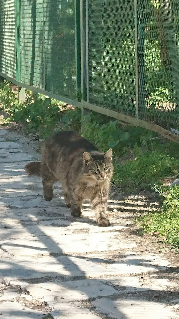 02-cat-walking-outside-acropolis-cats-in-greece-athens-santorini