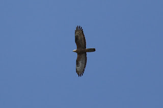 Adult Honey Buzzard