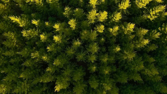 Natureza, Floresta, Imagem de Drone, Foto Aérea