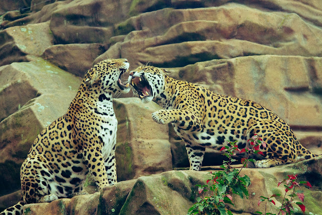 jaguar vs a leopard