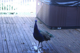 Eclectic Red Barn: Peacock looking at me