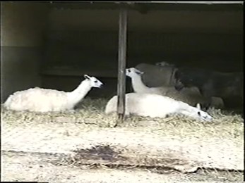 1995.06.16-007 lamas