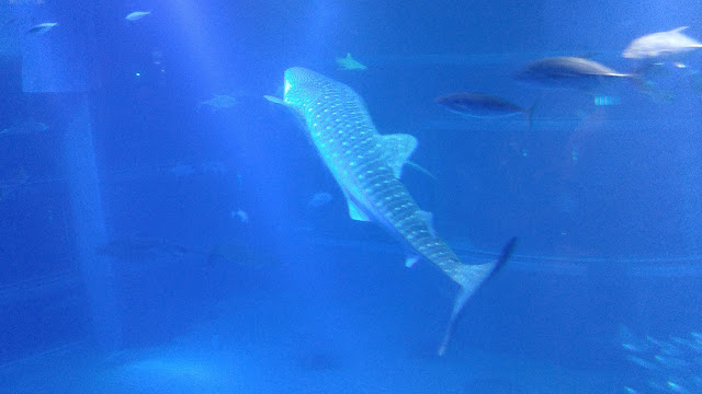The famous whale shark in the biggest exhibit