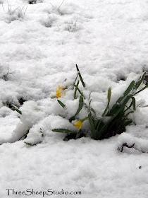 Daffodils under a blanket of snow