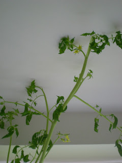 Tomato plant after topping