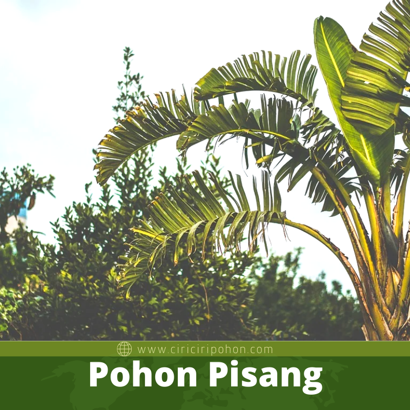 Mengenal Pohon Pisang Kipas Jenis yang Dijadikan Tanaman 