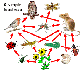 2010 grassland food chains Food Chain Coloring Sheets. 2010 grassland food chains