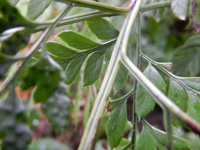 小葉複葉耳蕨的葉軸及羽軸