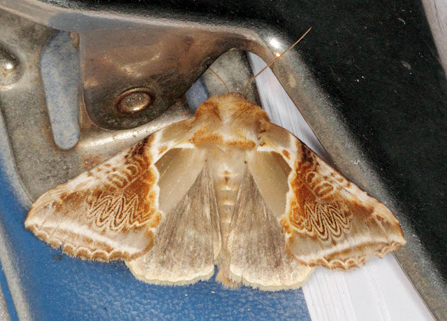 Moth, Buff Arches, Habrosyne pyritoides.  Keston Common moth trap, 2 July 2011.