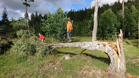 katkennut koivu