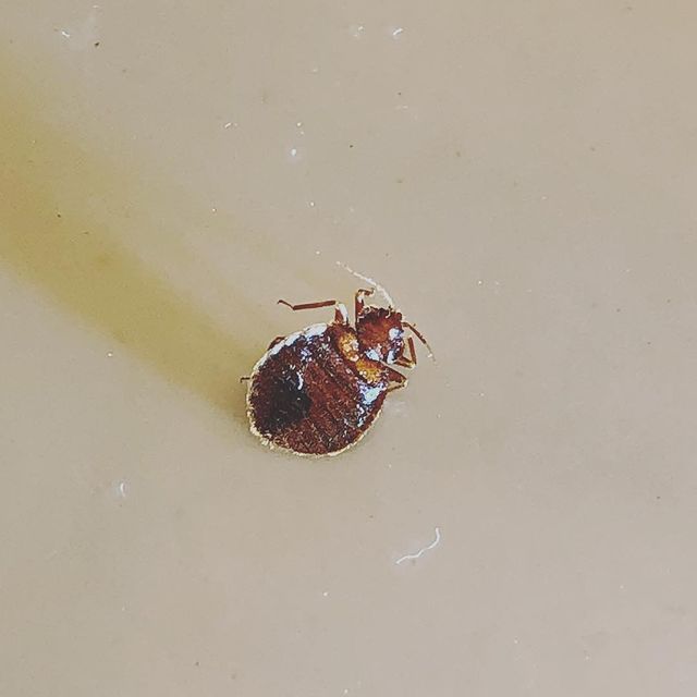 bed bug photos close-up