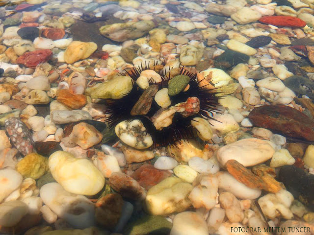 Lesvos island beaches