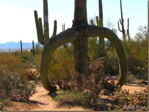 Sonoran NP west_004