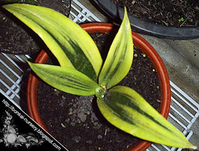 Sansevieria gold flame