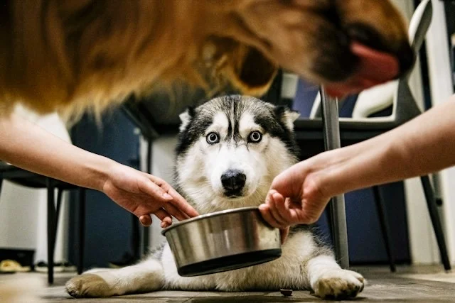 person feedind a siberian husky