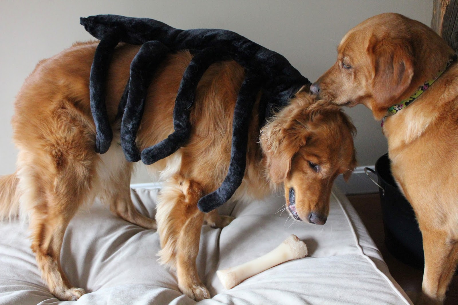 golden retriever dog dressed up as spider for halloween