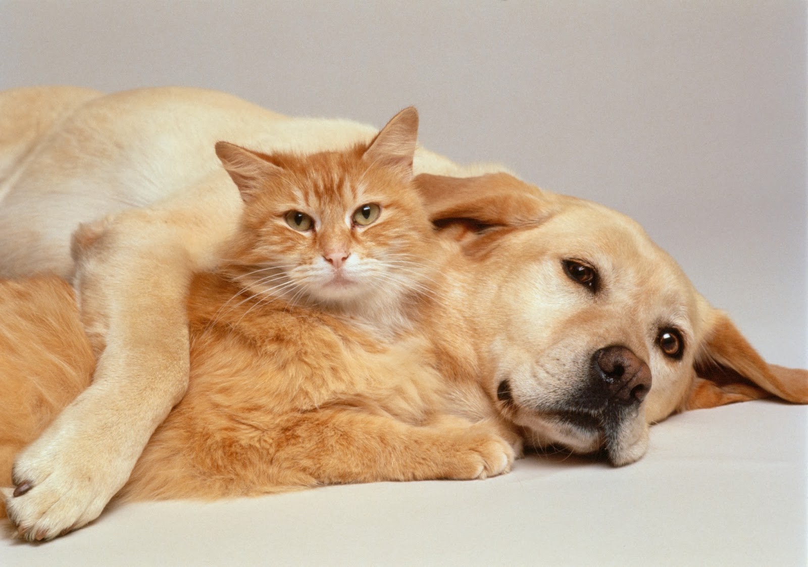 Dogs And Cats Pets High Resolution Widescreen Beautiful Cat Wallpapers