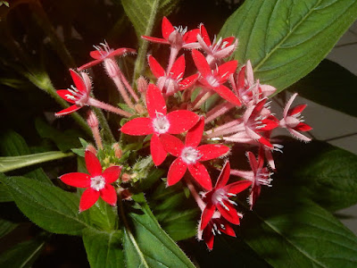 繁星花的花冠