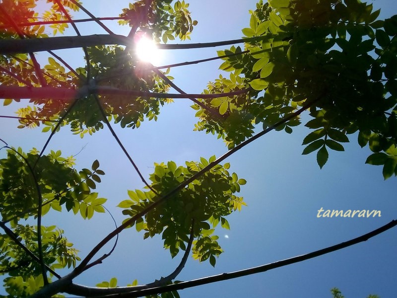 Сумах китайский (Rhus chinensis)