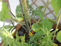 potager-carre1-progression-debaout-tomate2